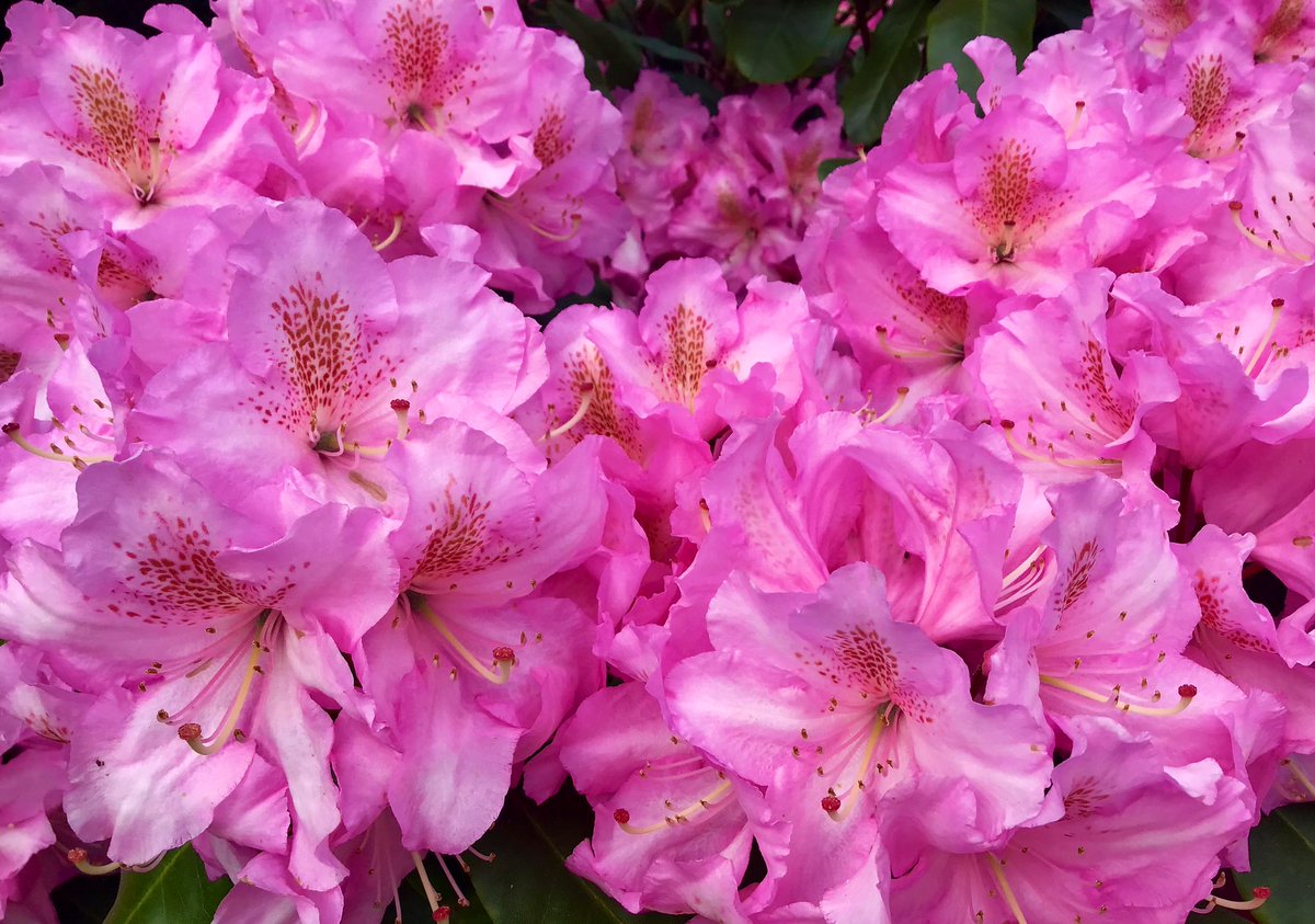 Good Morning from a fabulously flowery rhododendron in my garden, totally covered in pink big blousy blooms💕🌸💕 Have a wonderful weekend! 🙋🏼‍♀️ #flowers #ThePhotoHour #MyGarden