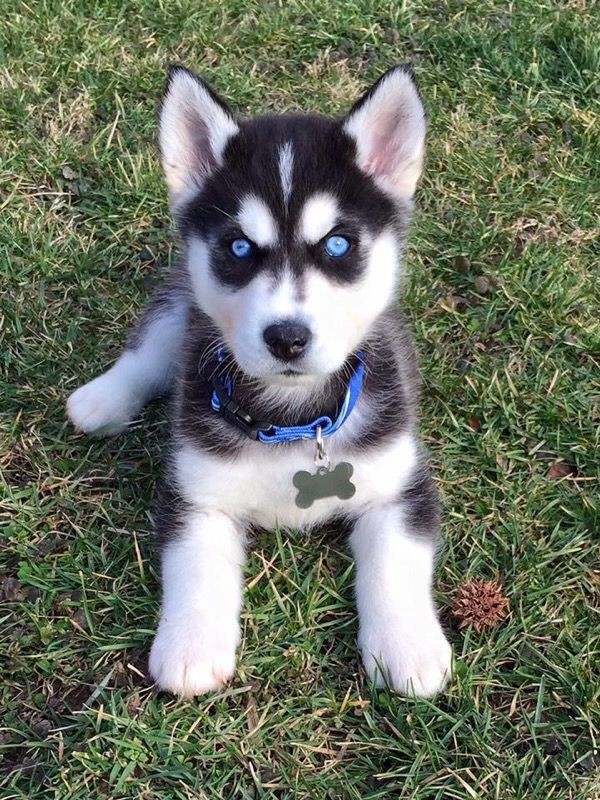 Cute #husky