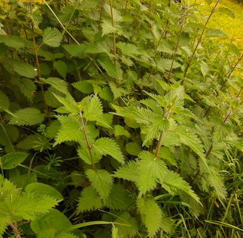 IPCC are taking part in #BackyardBioblitz for National Biodiversity Week. In the peat free wildlife gardens at the Bog of Allen Nature Centre IPCC have a raised bed for the common nettle! You might find it unusual but nettles are an important food plant for butterflies.