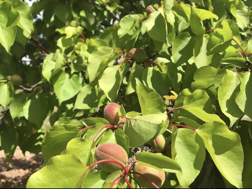 İlçe Müdürlüğümüz teknik personelince 2024 yılı kayısı rekolte çalışmaları için arazi kontrolleri gerçekleştirildi.   
@MalatyaTarimil