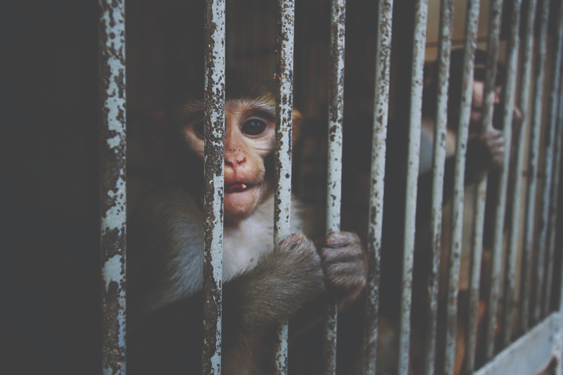 Our new webpage summarises Animal-Free Science Advocacy’s ethical opposition to animal experimentation and provides further reading and resources.
animalfreescienceadvocacy.org.au/issues/ethics
#AnimalExperiments #AnimalFreeResearch #Ethics