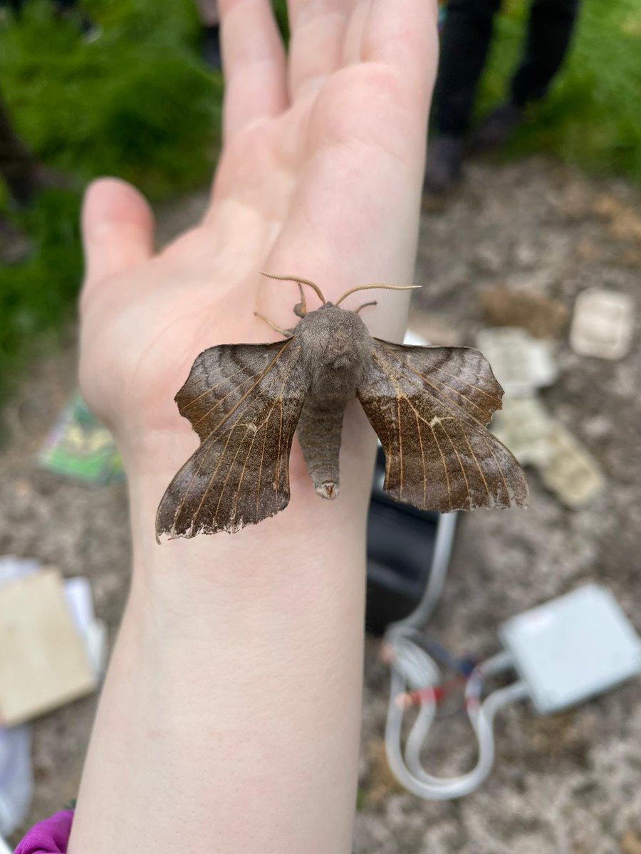 Just look at the artistry on some of these moths found today at Lagan Meadows.

Some absolute stunners including a poplar hawk moth, always a fan favourite.

Thanks for coming and to find out more about our #Belfast2024 events programme visit our website:

wildbelfast.org/events-1