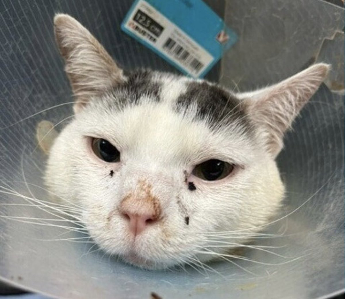 🆘🆘for Royaltee 1 yo 🆘🆘 Already 45 days in Manhattan ACC 🔥 🚨Medical Priority 🚨 ROYALTEE HAD HIS LEFT LEG AMPUTATED AND NEEDS A LOVING HOME 😿💔🙏 Queens Park Rangers came with this stray male catthat was found inside of forest park in a carrier. Please Rt or pledge if