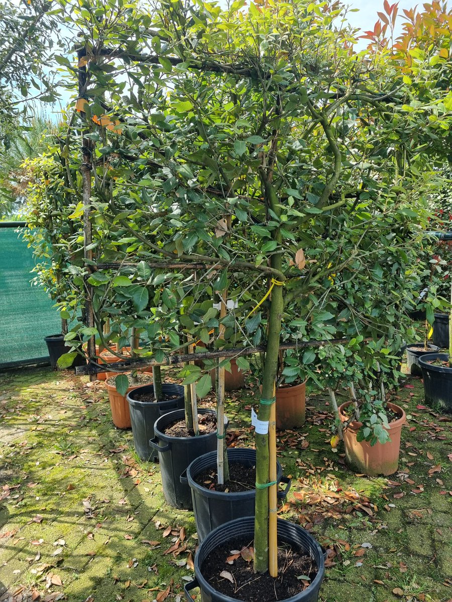 DeOlijfgaard's tweet photo. Steeneik (Quersus Ilex) als leischerm. Wintergroen. Hoogte 100-125 cm a 225,- https://t.co/q9ba75QHCv