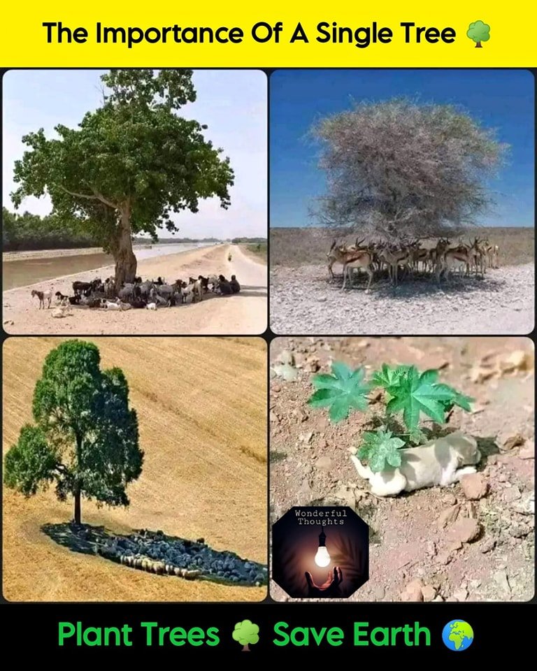 ایک اکیلے درخت کی اہمیت تم کیا جانو بابو