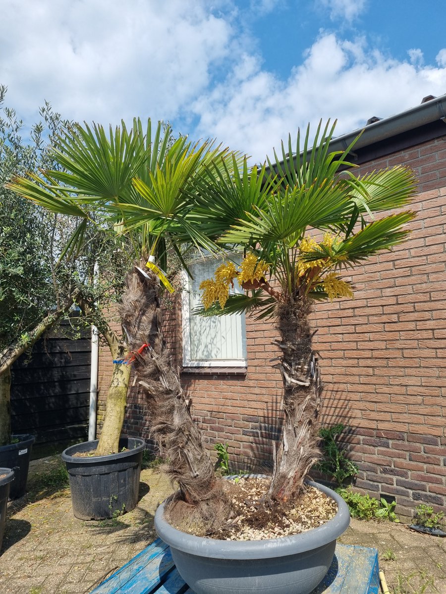 DeOlijfgaard's tweet photo. Speelse Waaierpalm (Trachycarpus Fortunei) hoogte 200 cm 870,- https://t.co/xV3SC3N4DR
