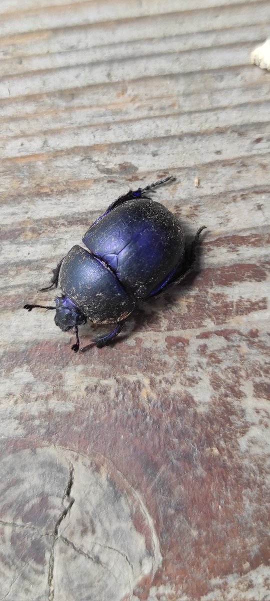 tweetptica's tweet photo. Trypocopris vernalis
Blue dung beetle covered with pollen
#bugslife #beetle #bluebug https://t.co/QDzI2KDwWR