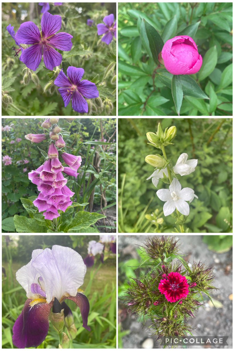 Some newbies in the garden this week: geranium, foxgloves, white campanula, peonies and sweet William budding up #SixOnSaturday