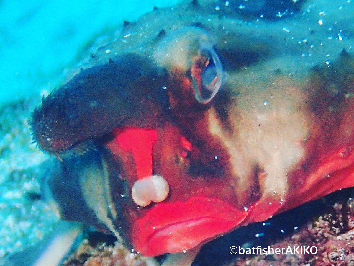 batfisherAKIKO's tweet photo. 🐟️嗚呼 #ガラパゴスバットフィッシュ 🐟️
獲物をおびき寄せるためのルアー的な疑似餌を搭載していますが、これで釣れますか…?まるでエノキタケですよ…?
#Galapagos
#ガラパゴス諸島
#バットフィッシュ
#GalapagosBatfish
#RedLippedBatfish
#ScubaDiving
#ダイビング https://t.co/xj17GZ4rnm