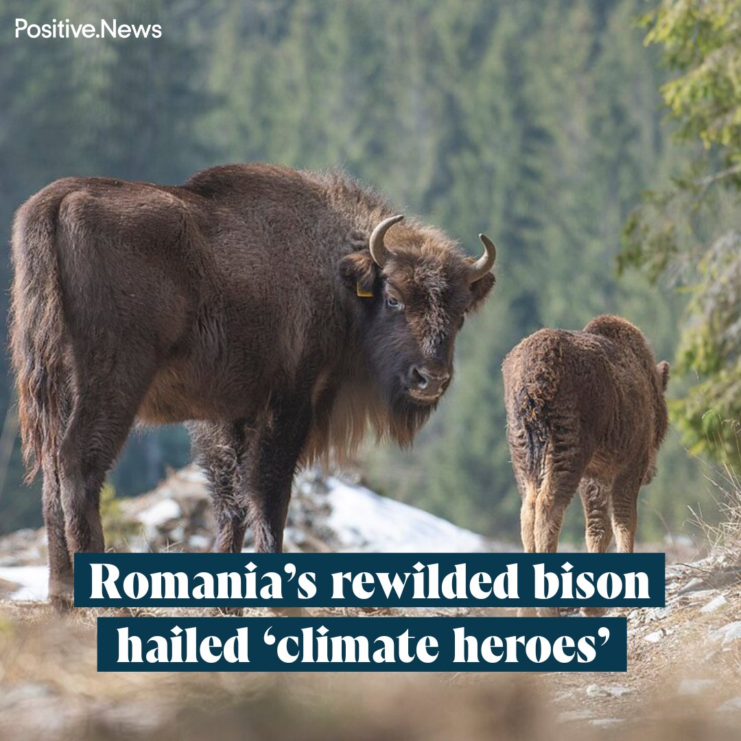 Reintroduced bison in the Tarcu Mountains are drawing down 2m tonnes of carbon per year, data showed – equivalent to taking around 1.8m cars off the road
Read more on this story, and find out what else went right this week: positive.news/society/good-n…