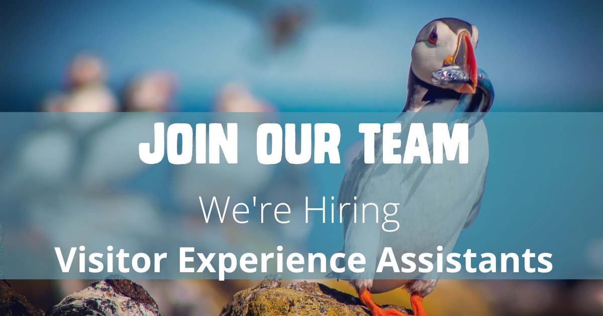 We're Hiring!📢 Looking for a new challenge? We're hiring seasonal Visitor Experience Assistants to join our friendly team from June - October. More info and role profile⬇️ seabird.org/vacancies/visi… #NewJob #CharityJobs