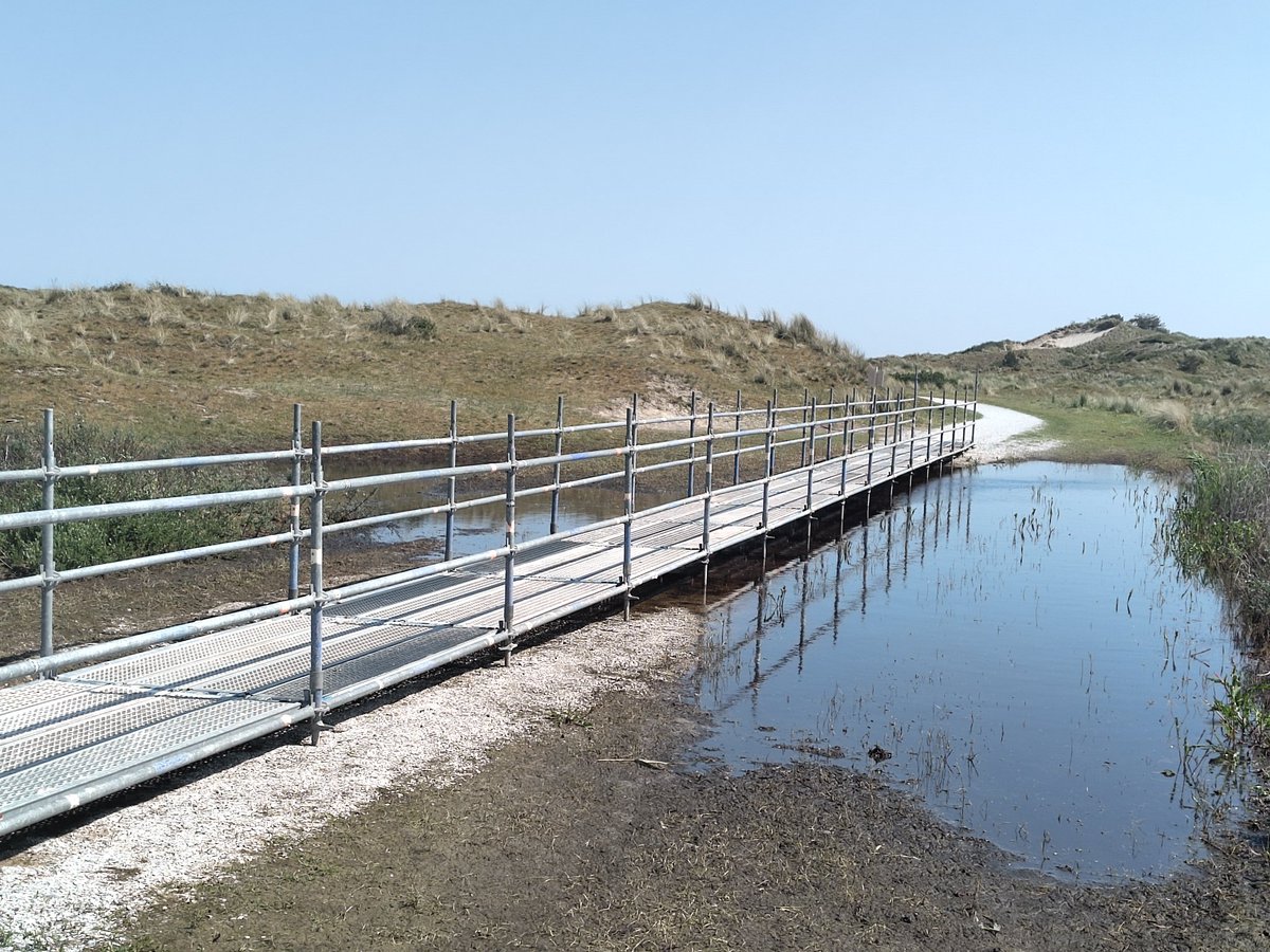 Water in de duinen op Vlieland staat zo hoog dat een loopbrug nodig is.