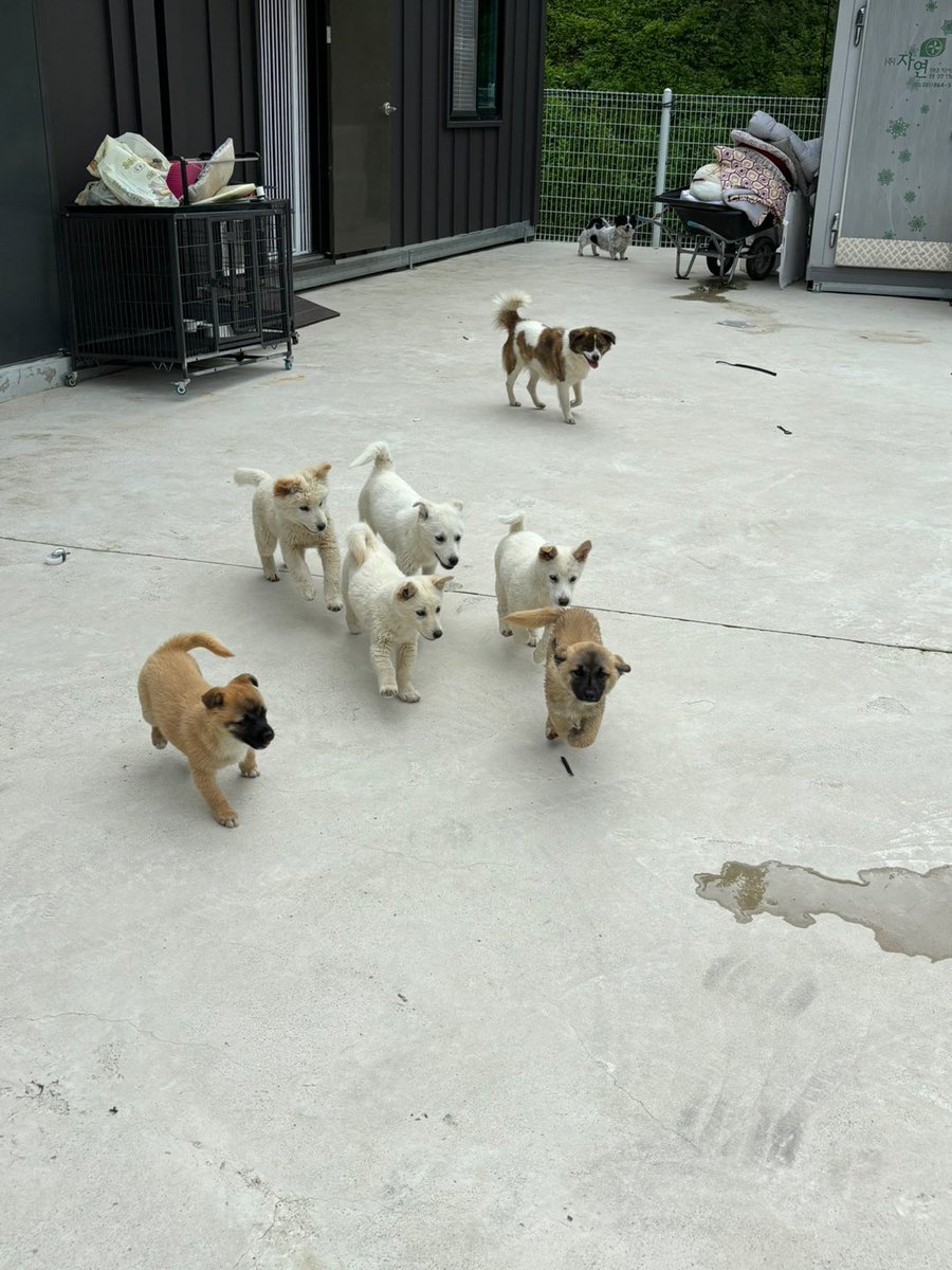 토요일의 보호소 일상. 진도믹스 귀염 뽀짝이들과 바둑이, 저 멀리 다리길이 3cm 바름이가 있어요.