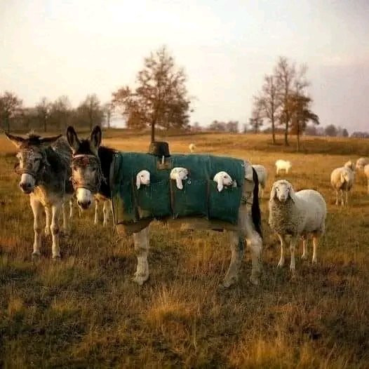 @AMAZlNGNATURE Donkey nannies in Italy. Grazing animals are moved from high pastures down to the plains. Newborn lambs are unable to make this journey on their own. Instead they ride in the pouches of a specially made saddle on the back of a donkey or a mule nanny. They are then returned to