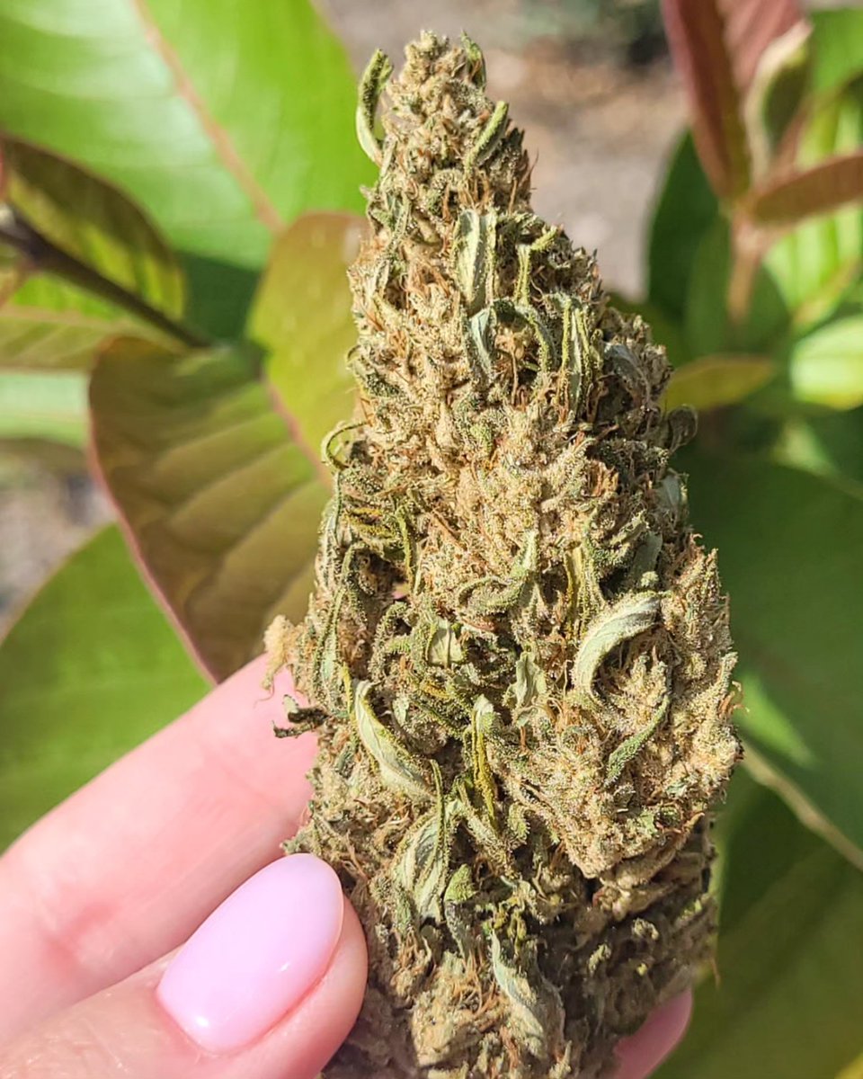 Cannabis y Guayabas 💚 Última flor de #whitedomina @KannabiaSeeds , una de mis cepas favoritas de la temporada pasada. 🥺🤍⭐️ Las plantas te ayudan cuando se lo pides e intencionas con mucha confianza y fé para que te curen.🌿 . #sabadodeplantas #buenosdias #kannabista