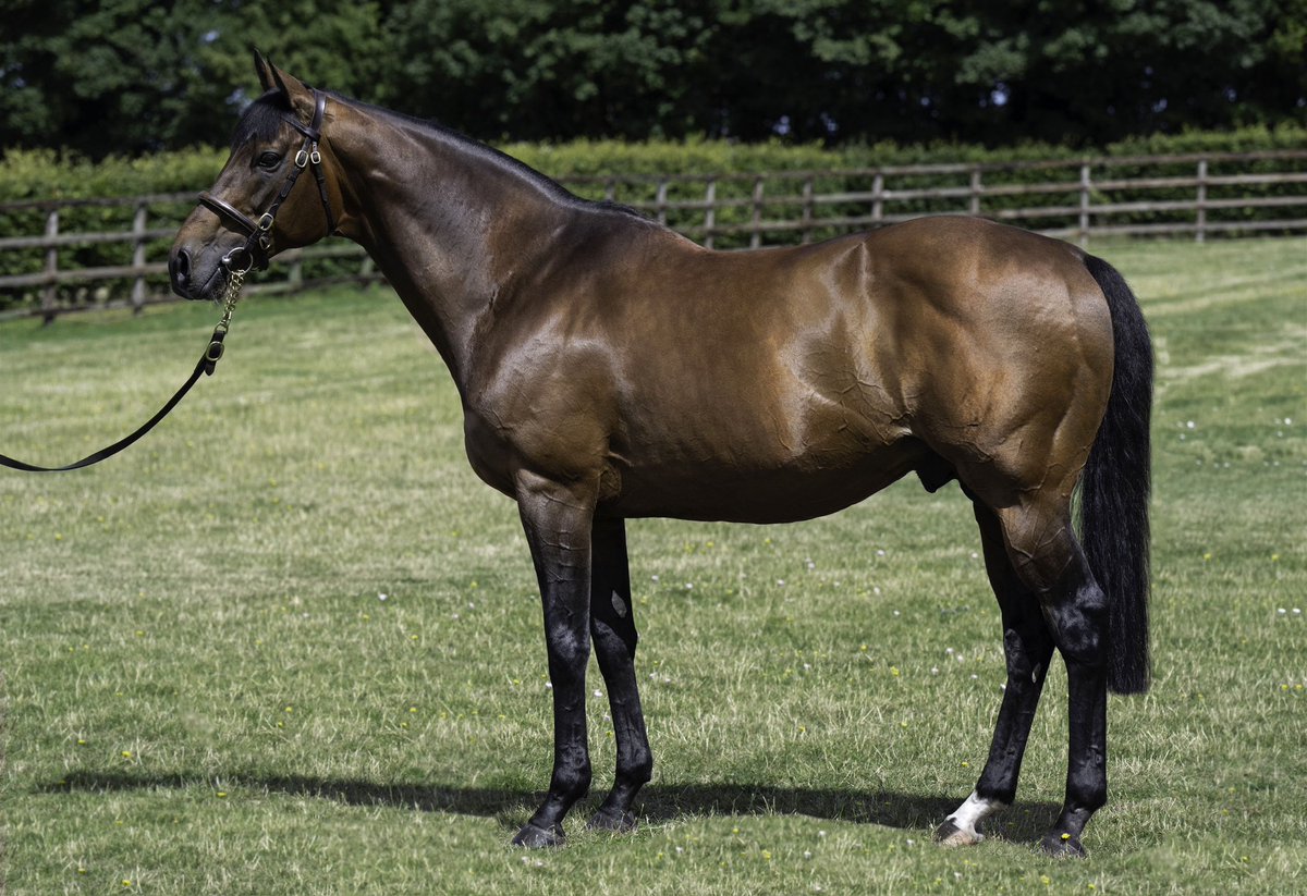 Gr.3 success for @newsellspark’s Nathaniel (pictured) as his remarkable son SPIRIT RIDGE (GB) takes the Chairman’s handicap at Doomben - his third Group win 🏆 Purchased by @Deburghequine/@Darby_Racing for 100,000gns at @Tattersalls1766 Aut HIT Sale from breeder @JuddmonteFarms.