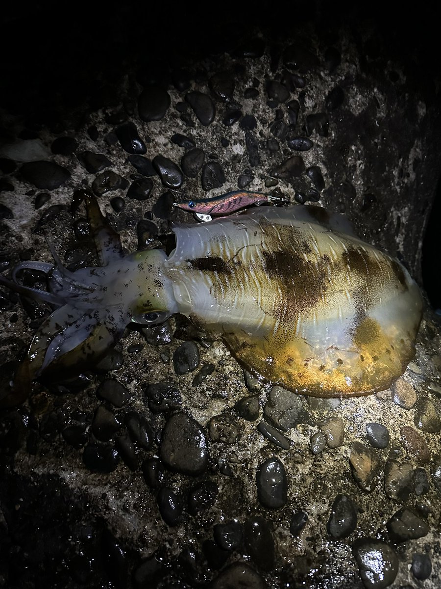 breaden623's tweet image. やっと春イカ始めました‼️

#アオリイカ
 #春イカ