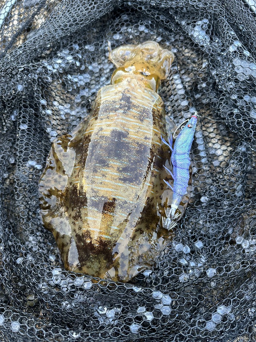 breaden623's tweet image. やっと春イカ始めました‼️

#アオリイカ
 #春イカ