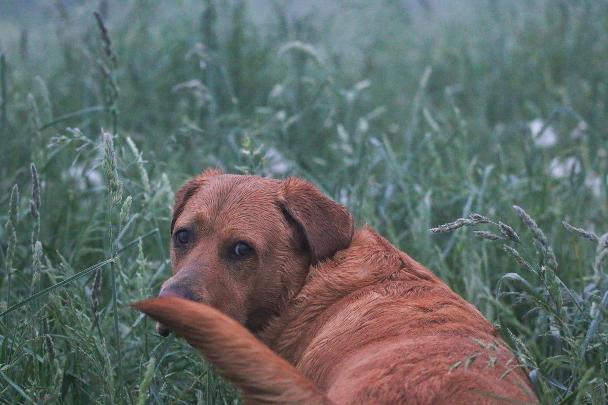 Bailey, at 5 am. this morning, loving his early adventure 🥰🥰 #Baileydaily