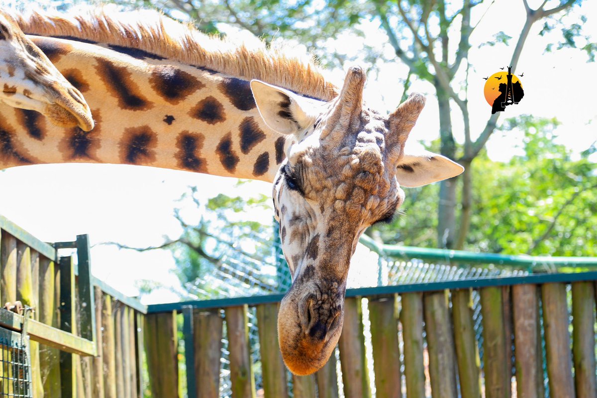Visit @UWEC_EntebbeZoo for an interactive session with Seguya (male giraffe 🦒) #TakeprideinUganda