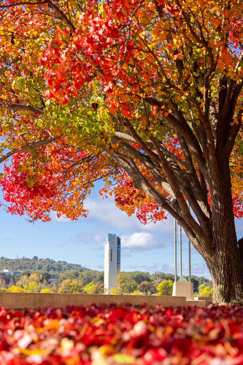 Today was perfect despite being a tad cold. Hope you enjoyed the perfect autumnal day. 🍂🍂 . . . #coldsnap #bluesky #perfectday #bluesky #sunshine #autumnhues #nationalcarillon #canberra @Australia @visitcanberra