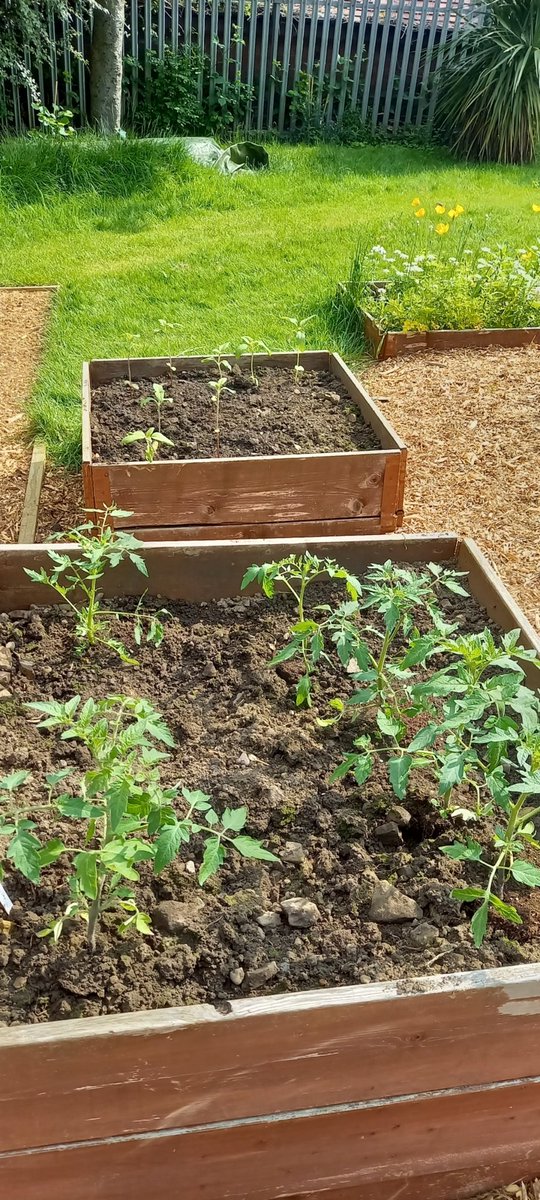 FLLCsheffield's tweet image. We held our first gardening session for children yesterday.  We sowed seeds, planted out tomatoes, sunflowers, chives and marigolds.  The garden is going to be very productive this year.