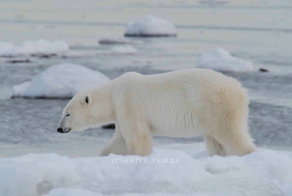As time goes by…

#polarbear #wildlife #arctic #churchill #manitoba #canada #earth #nature #explorecanada #シロクマ #ホッキョクグマ #しろくま #カナダ #野生動物 #beautiful #animal #photo #wildlifephotography #bear