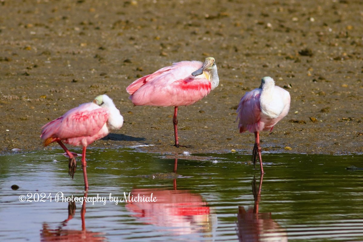 'I don't know what I ate, but I have been bloated for three years now!'
(A bowl of roseate spoonbills at Ding Darling Wildlife Refuge on Sanibel Island, Florida)