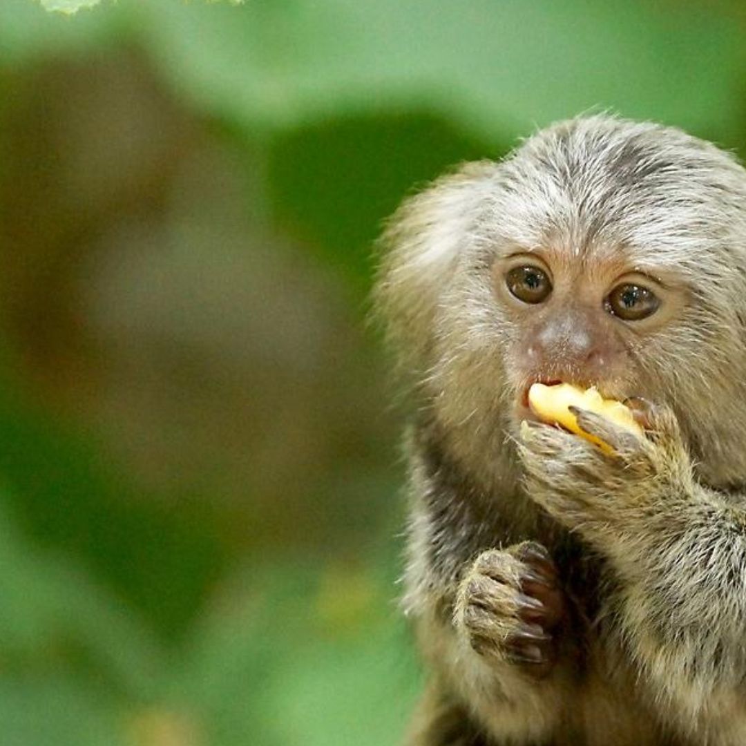 “I was a 2 y.o #marmoset known as M1753. vivarium. I received an injection into my brain, 7 days later I was killed. An Animal Ethics Committee approved this #experiment on me. Please remember me!'
bit.ly/PleaseHonourMe…
#HonourMeWithAName #BanPrimateExperiments #AnimalTesting