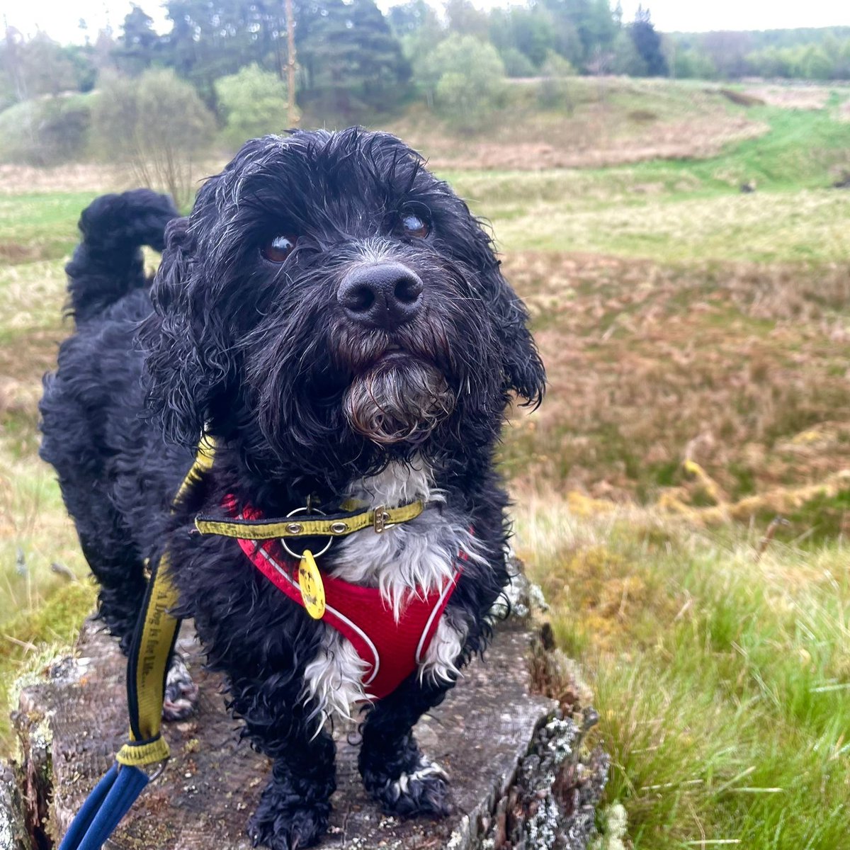 Please retweet to help Lenny find a home #EDINBURGH #SCOTLAND #UK AVAILABLE FOR ADOPTION, REGISTERED BRITISH CHARITY✅Little Lenny is a 7-year-old Shih Tzu cross He is a sweet soul who loves spending time with people he knows best. DETAILS or APPLY👇 bit.ly/47RQ3LH