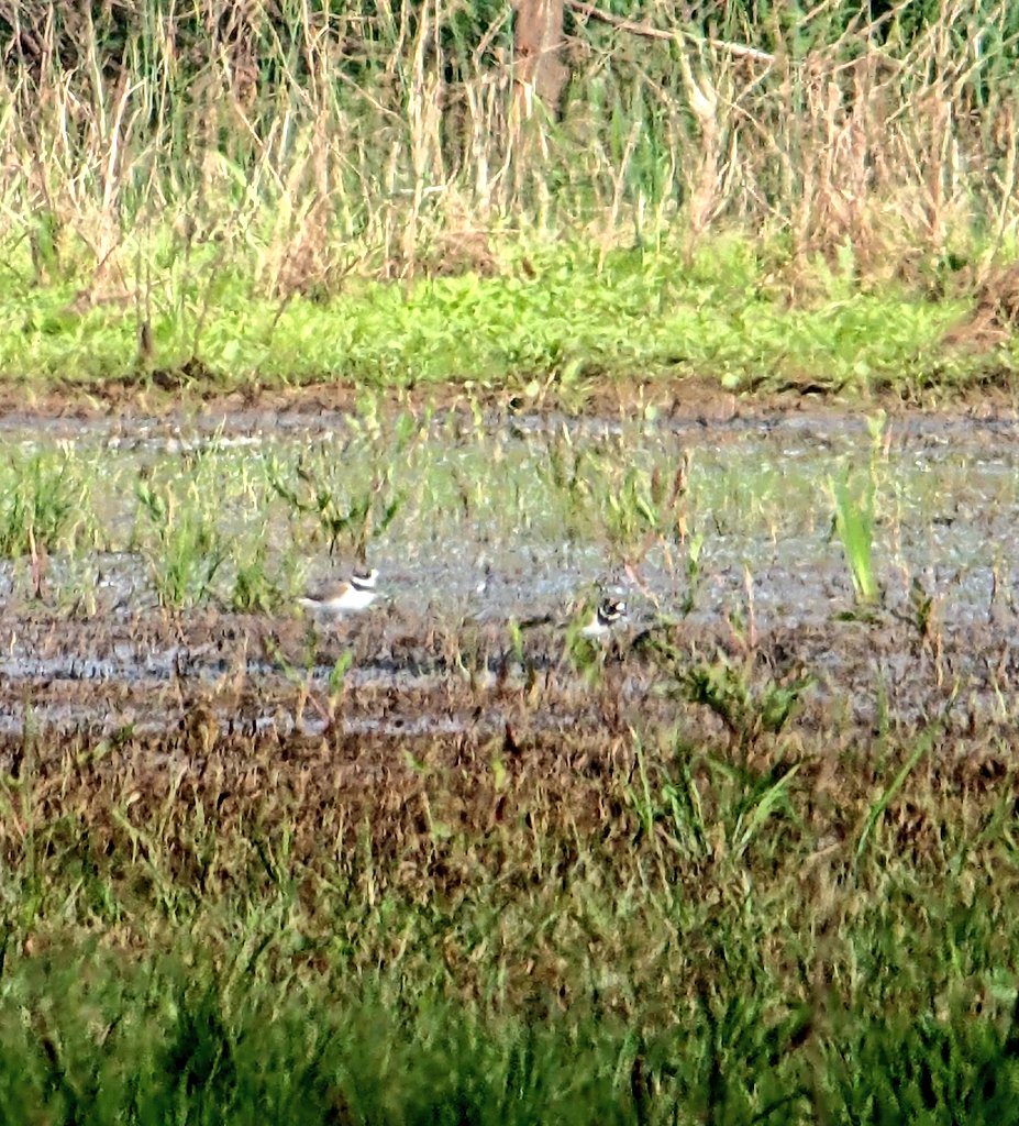 Sam Walker tweet media