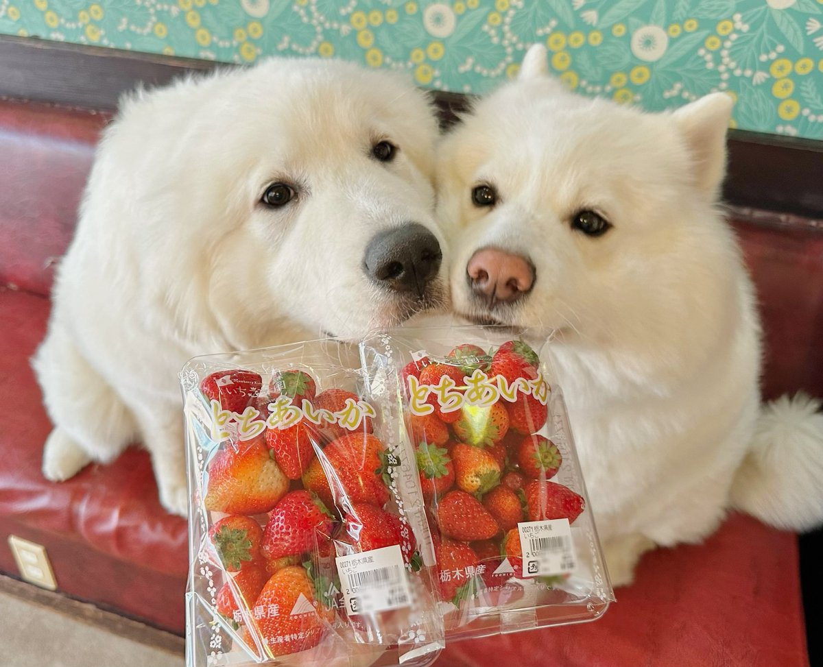 いちご大好き女子達にいただきました🍓🤍