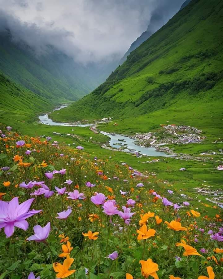 UNESCO's World Heritage Site, Valley of Flowers, Uttarakhand.