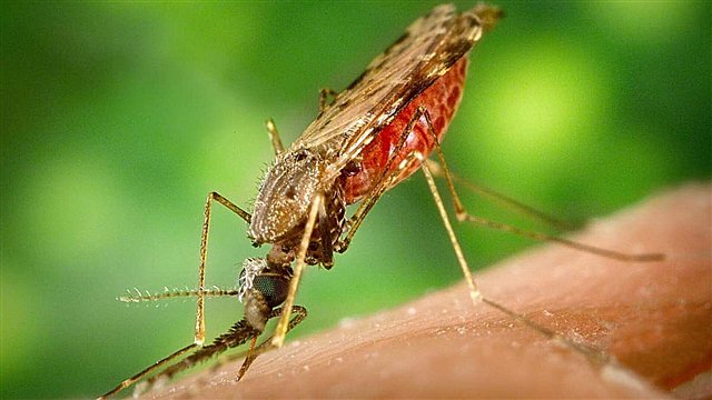 After the flood,in #Balochistan #Iran the population of Anopheles mosquito has increased We need sanitary measures to eradicate this parasitic vector Malaria is a deadly disease and it's reduces the quality of life Please insist on the eradication of the Anopheles mosquito @WHO