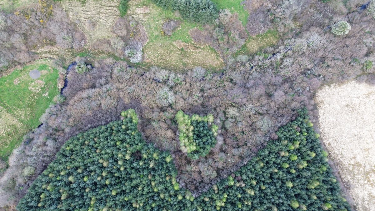 Saw a post last week lamenting the lack of birds in plantation forests.

The image presented was stark - 'deadzone' to the left, vibrant native woodland to the right. 

One good, one bad.

I think in the real world its a bit more complex.

🧵