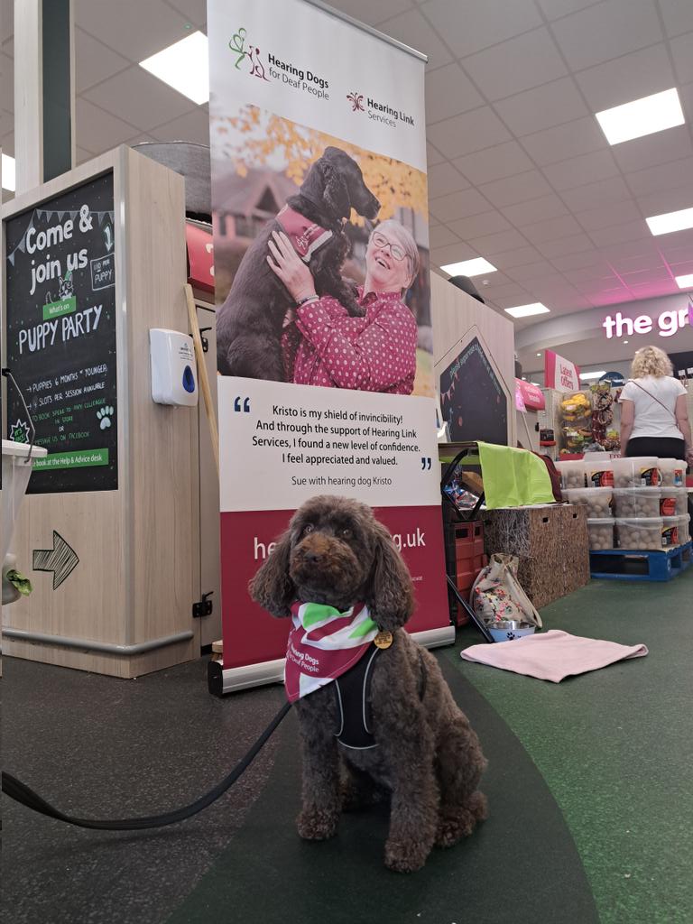 The lovely Zahra is @PetsatHome in #HandforthDean just waiting for your #cuddles and #fusses. We're here until 2pm, come and #sayhello
@HearingDogs @VolTeamHDogs 
#assistancedog #dogswithjobsdog #poodle #poodlepower