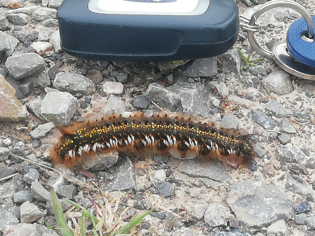 No luck finding the Little Stint on the Stilt Pools at Medmerry this morning but I did find this splendid caterpillar of The Drinker Moth along the path.