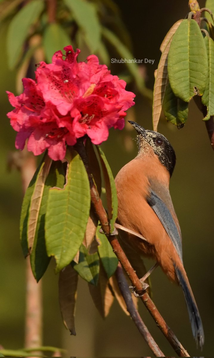 Rufous Sibia

 #bbcearth #natgeowild  #natgeoyourshot #natgeotraveller #natgeotravellerindia  #incredibleindia #planetearth  #dekhoapnadesh #earthinfocus #natgeoindia #birds #rufoussibia #dhotrey #WestBengal #singalilanationalpark #sanctuaryasia #earthcapture