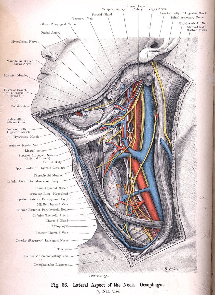The lateral aspect of the neck. From the Atlas of applied (topographical) human anatomy for students and practitioners. Bardeleben, K.H., & Haeckel, E. (1906). Public domain: bit.ly/3EIwwjE #histmed #anatomy #historyofmedicine #pastmedicalhistory