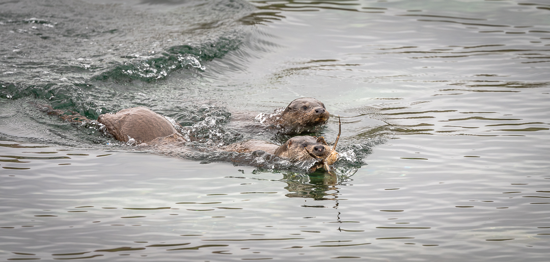 dsrjohnstone's tweet photo. Not one, not two, but three.
Mull Otter mum &amp; 2 young uns. https://t.co/ecZIeML7R2