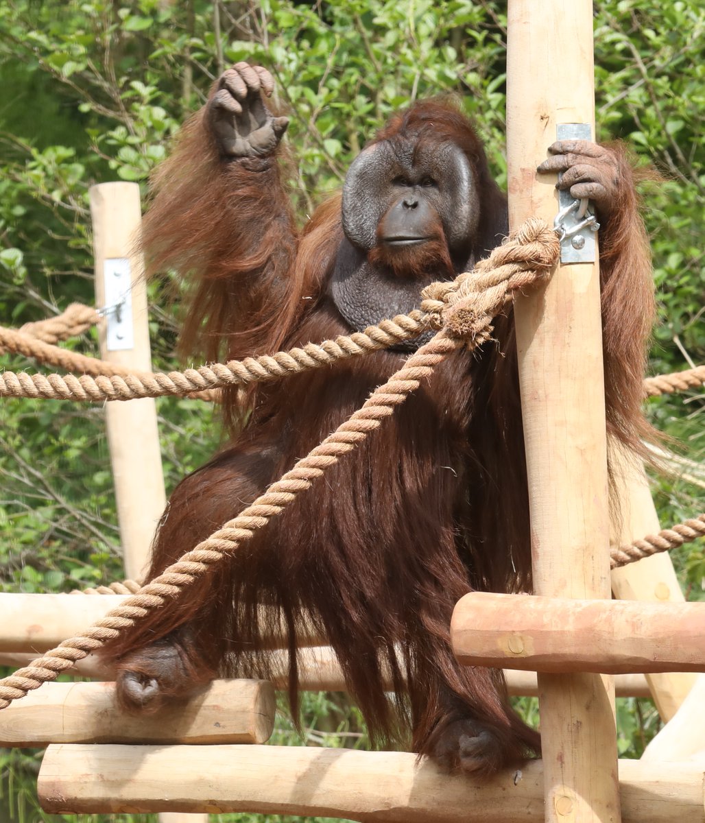 Male Bornean Orangutan enjoying the new climbing frames @PaigntonZoo @TouchWoodPlay #orangutan