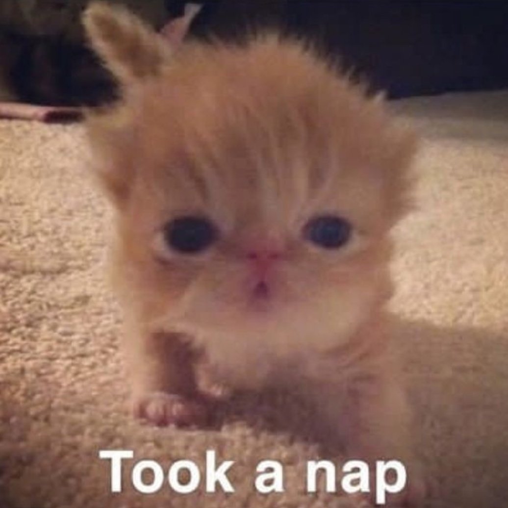 𝘱𝘭𝘢𝘴𝘵𝘪𝘤 𝘥𝘢𝘪𝘴𝘺. (@m0n4ca) on Twitter photo 