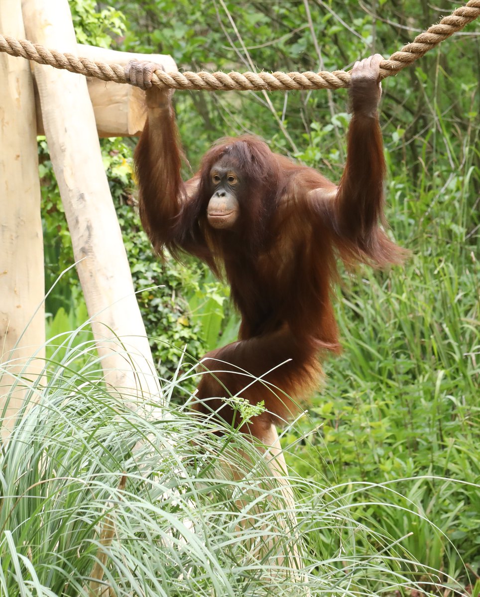 Young female Bornean Orangutan enjoying the new climbing frames @PaigntonZoo @TouchWoodPlay #orangutan