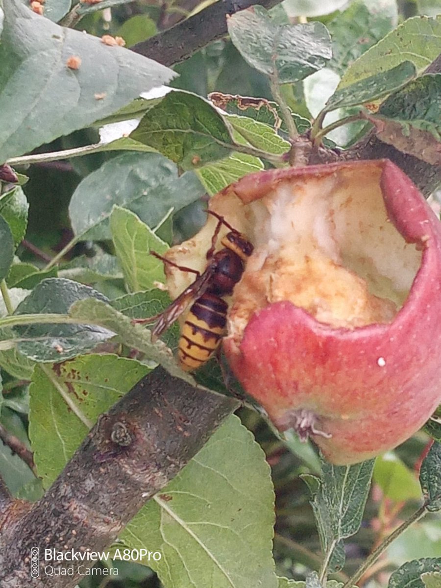 Trinkle96619465's tweet photo. #BigBugger ( excuse the *#%@*)….we’ve found two of these, one in the shed, the other in the garage….these are what ate our apples last year. ( pic 3 ) https://t.co/5PAdjHRlUT