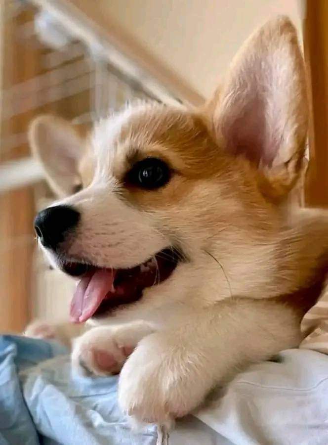 How lovely ❤️❤️
.

#corgimom #corgi_feature #corgilife #corgi #corgipuppy #corgination #corgifun #corgivision #corgilover #corgistagram #corgis #corgisofinstagram #dog #mathias777dogs #doglover #doglovers #dogloversofinstagram #cute #cutecats #puppy #puppylove #puppylife