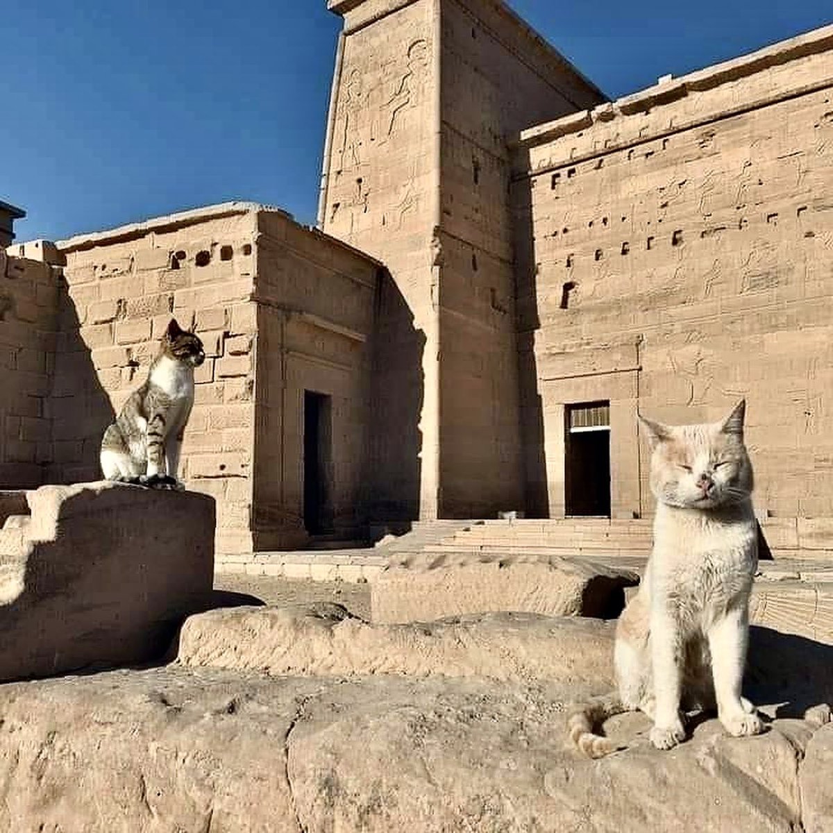 Cats in Egypt have had a longer history than they have had in almost any other part of the world. Egypt was likely the first place where cats were domesticated 10,000 years ago & are still much loved today

It’s Caturday & to celebrate the weekend, a thread on the cats of Cairo…