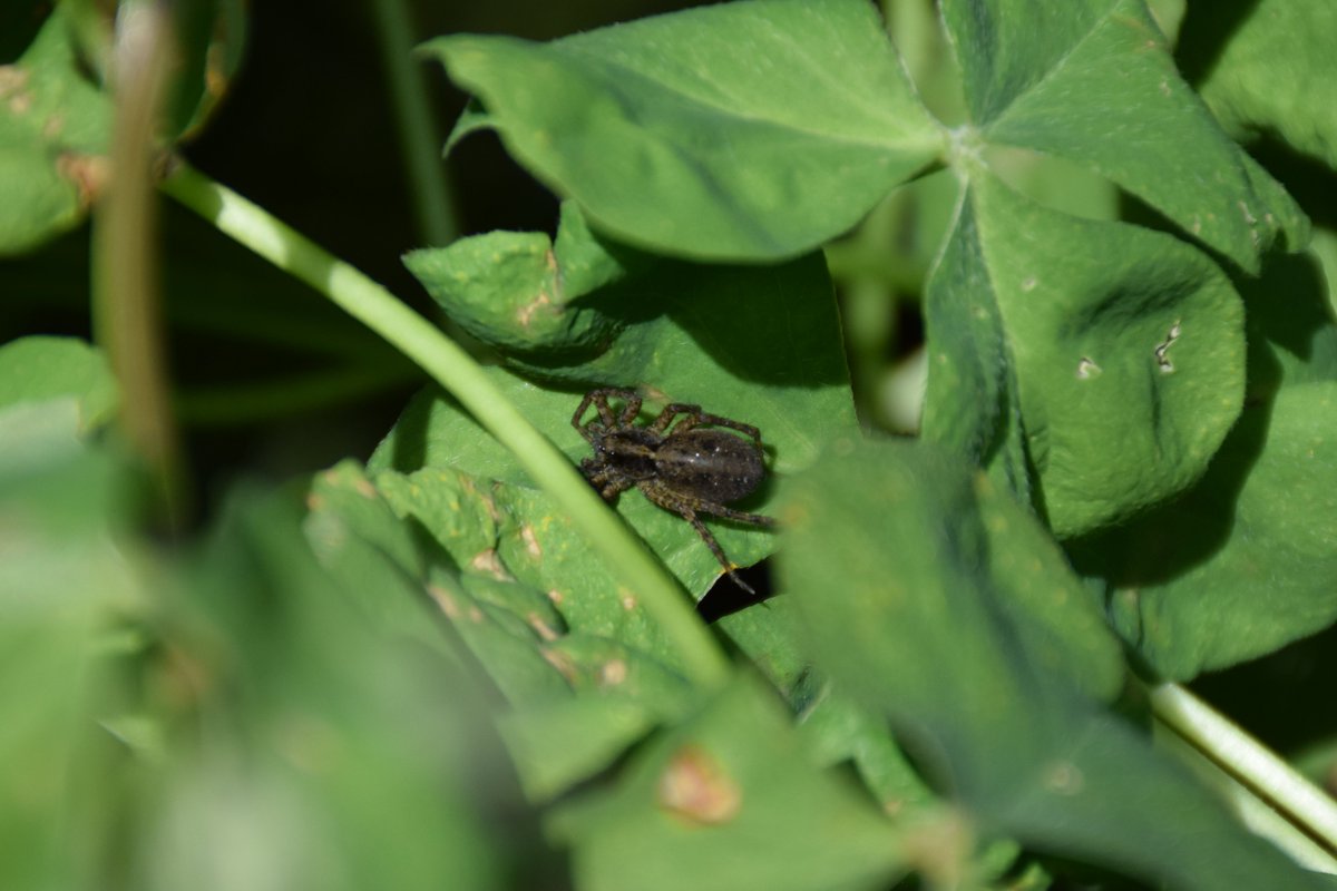 MyGarden_Uk's tweet photo. Saturday Spiders. π
@des_farrand @alisonbeach611 @RSPBEngland
@WildLifeTrust @Natures_Voice #SunbathingSpider #SpiderSaturday #Spiders #Saturday #Morning #Nature #ColoursOfNature #Oxalis #Mint https://t.co/kK7skVS5zn