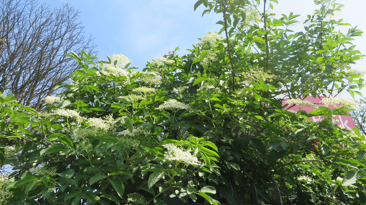 Love seeing the abundance of Elder flowers around the park, also the meadows growing well. The trees and shrubs dressed in new leaf gifts vibrant greens, so uplifting. Beautiful ! :) @LondonNPC @FieldsInTrust @_Kidbrooke