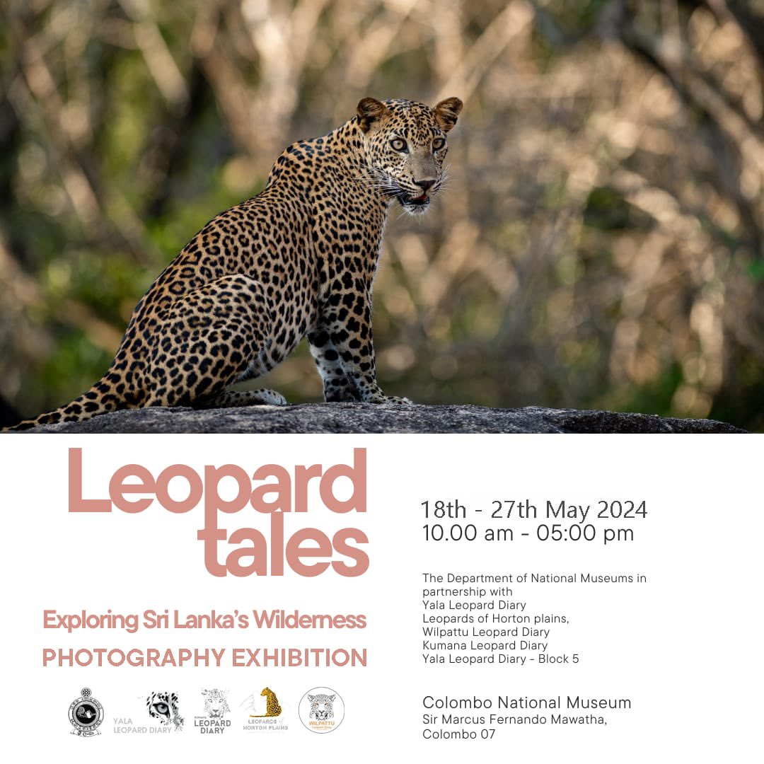 “Leopard Tales” Exploring Sri Lanka's Wildness, a photography exhibition. #lka #SriLanka