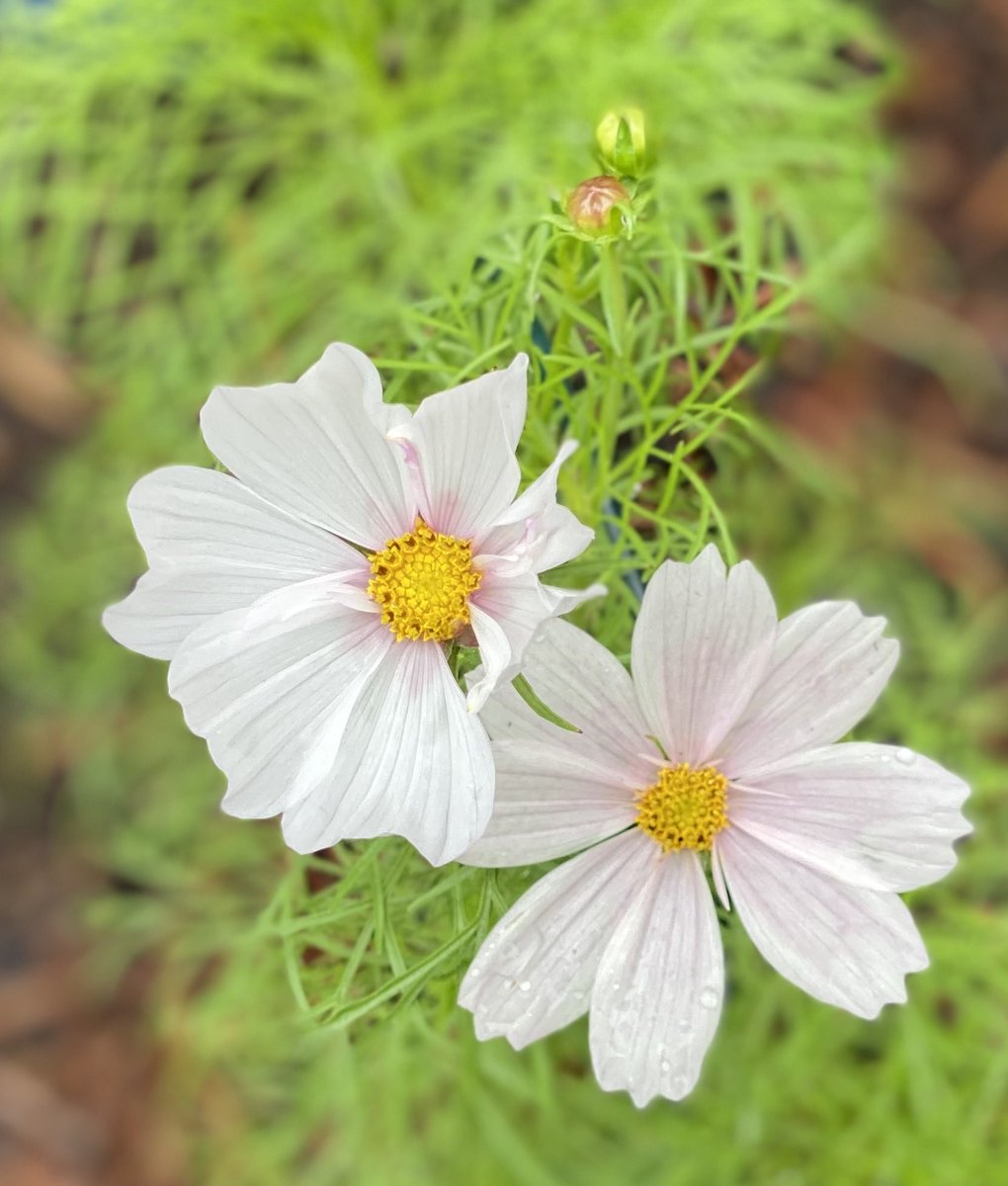 This Cosmos is from last summer. Love those delicate blooms. It’s a soggy morning here—hope it’s sunny where you are, friends! #Flowers #GardeningX #MasterGardener